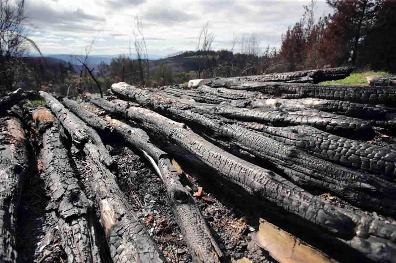 Troncos de pino quemado apilados junto a la carretera en Salcedo, a 30 de septiembre de 2022, en A Pobra do Brollón, Lugo, Galicia, (España) / Foto: EP