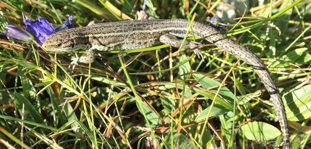 Ejemplar macho de este reptil que es tanto vivíparo como ovíparo / Foto: Patrick S. Fitze