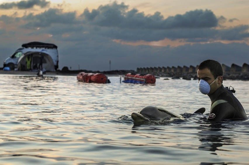 Veterinarios del CRAM atendiendo a un delfín varado en la playa de Cunit (Tarragona) / Foto: Fernando Alegre / CRAM