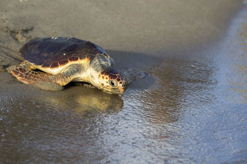 Una tortuga recuperada en el centro en el momento de recuperar la libertad / Foto: Fernando Alegre / CRAM