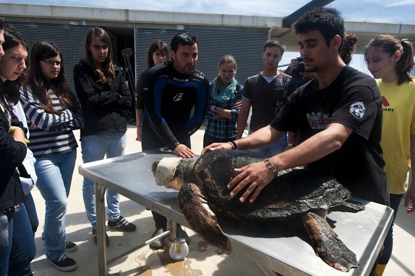 Una tortuga boba sometida a unas pruebas clínicas ante un grupo de estudiantes de veterinaria / Foto: Josep Cano