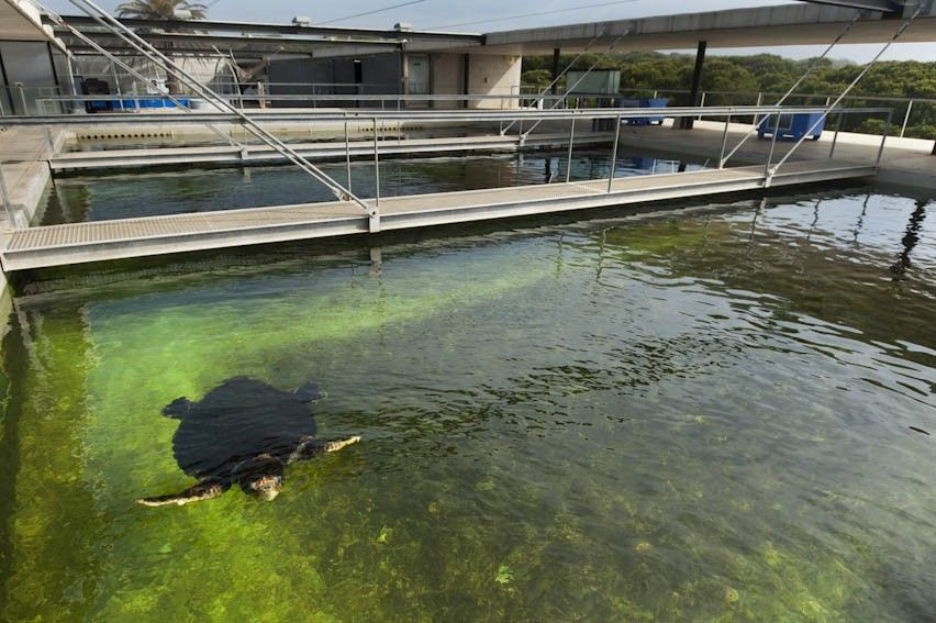 La piscina destinada a las tortugas tiene una capacidad de 580.000 litros de agua / Foto: Josep Cano