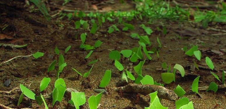 Los insectos cultivan desde hace 50 millones de años. Las cortadoras de hojas las usan para alimentar hongos / Foto: Wikipedia 