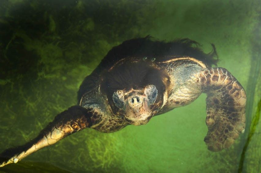 'Cuatro por cuatro', una tortuga boba de 95 kilos, ya no puede ser liberada porque pasó 25 años recluída en una bañera / Foto: Josep Cano