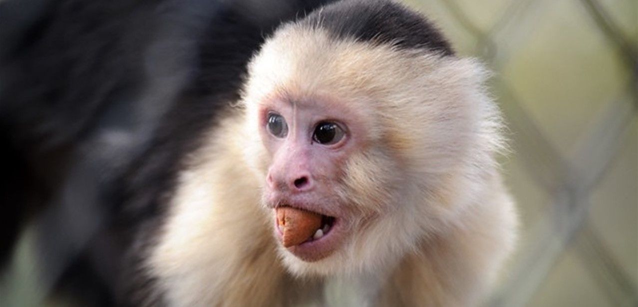Ejemplar de mono capuchino silvestre / Foto: EP