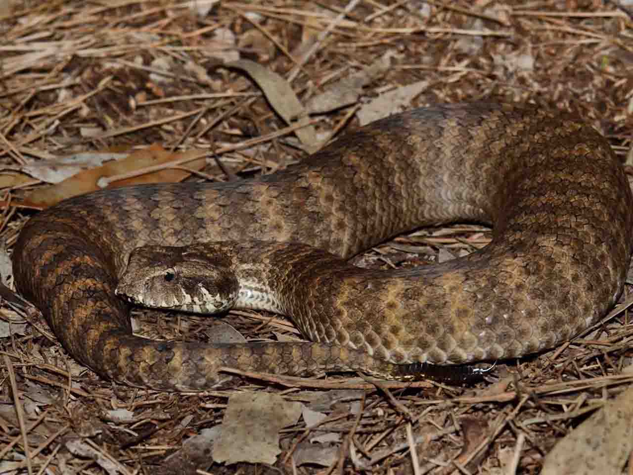 'Serpiente ‘víbora de la muerte’, también conocida como 'Acanthophis Antarcticuscia'. Las serpientes tienen clitoris, con forma de corazón / Foto: Luke Allen