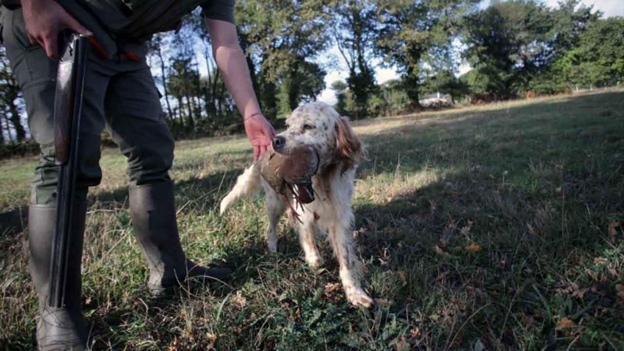 UP y PSOE llegan a un acuerdo sobre la ley de bienestar animal y lo rompen a las pocas horas por los perros de caza