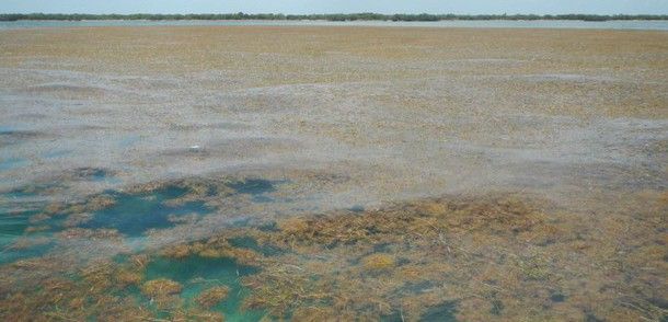 Algas marrones en los Cayos de Florida / Foto: Brian Lapointe, Florida Atlantic University