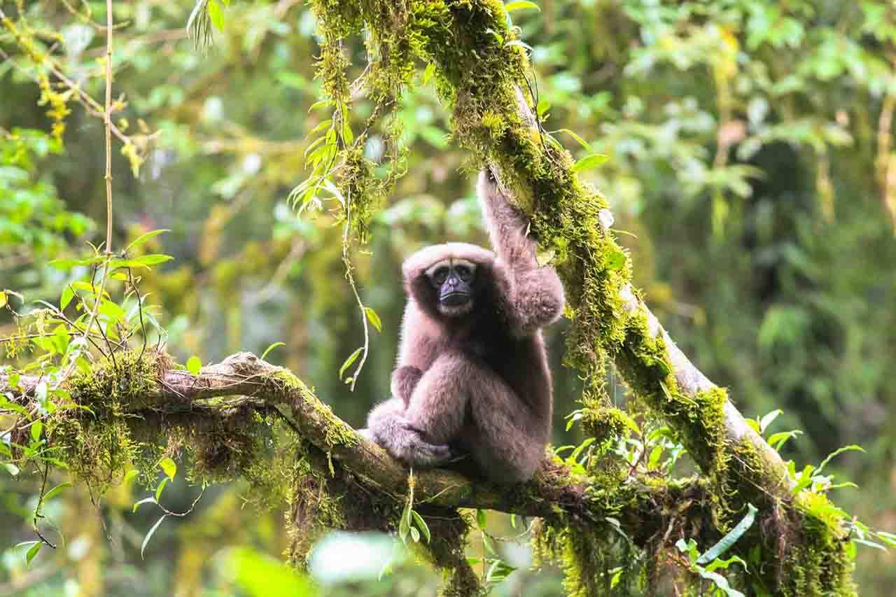 Inditex y WWF restaurarán ecosistemas degradados. Gran Mekong. Biodiversidad. Primate / Foto: Fan Pengfei - WWF