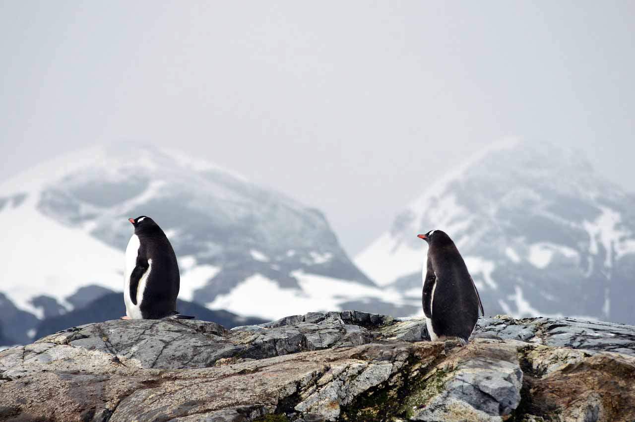 Conservación insuficiente en la Antártida de la biodiversidad