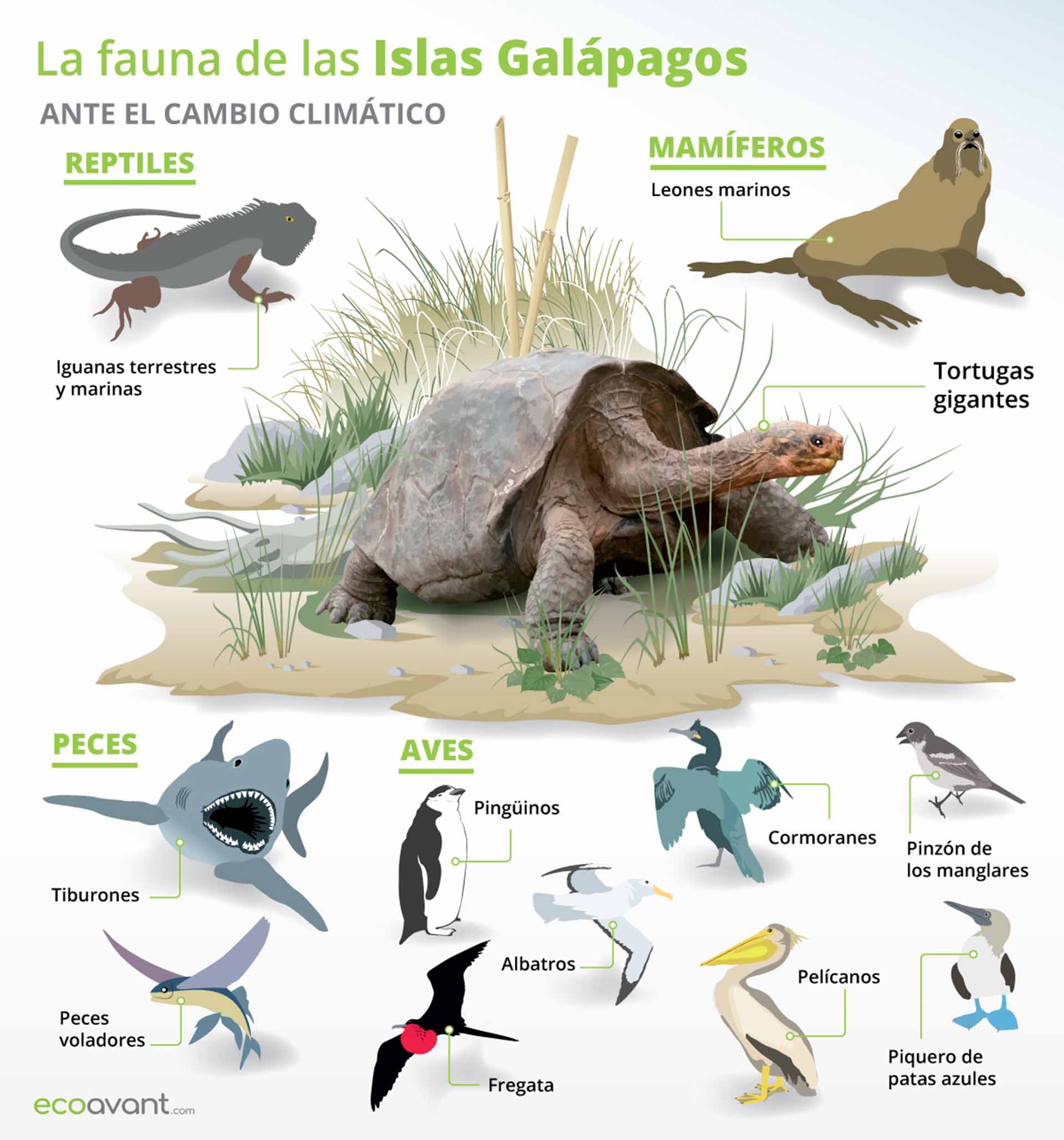 La fauna de las Islas Galápagos ante el cambio climático / Infografía: EA