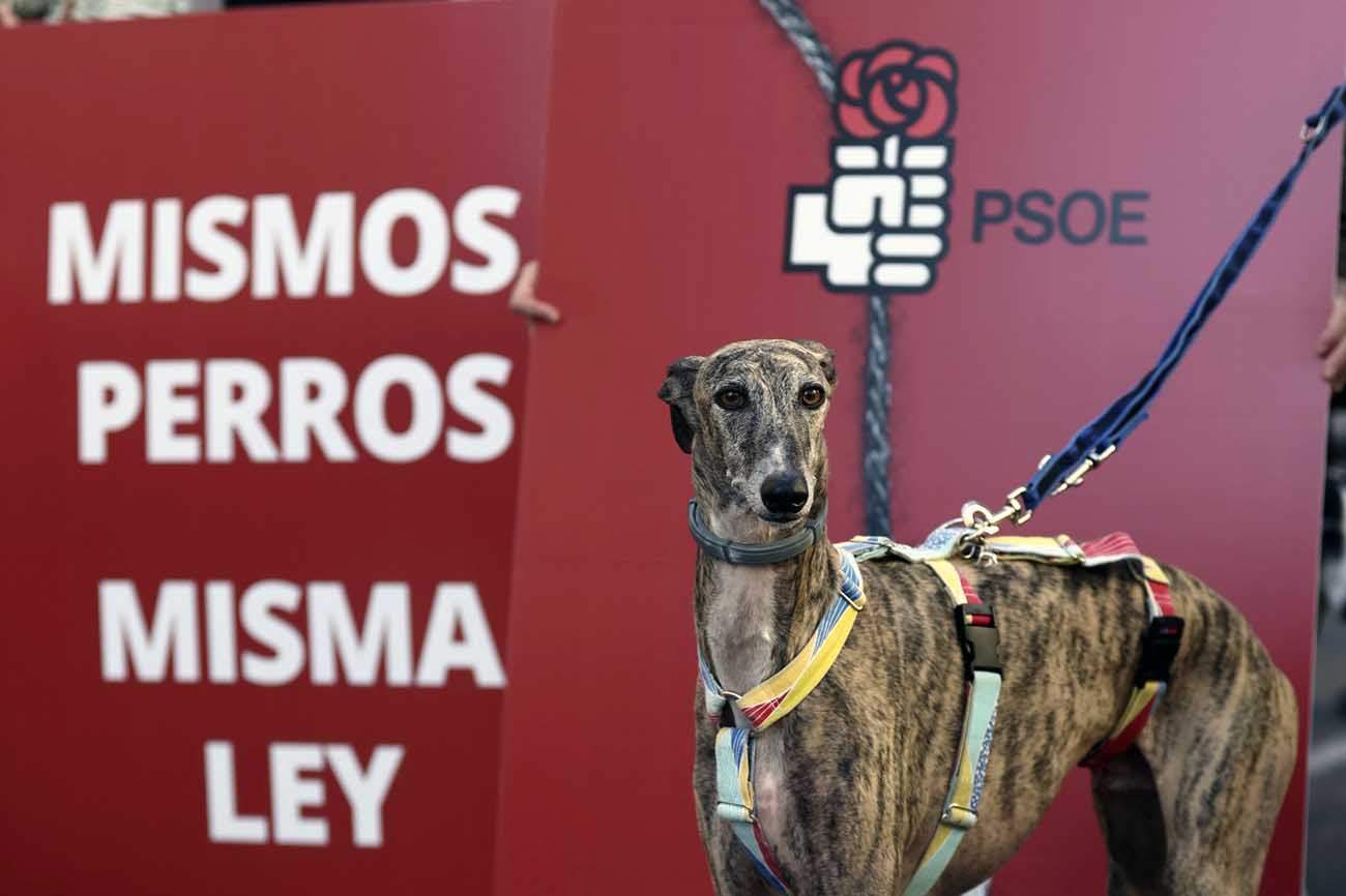 Un galgo durante una protesta contra la enmienda del PSOE de excluir a los perros de caza de la Ley de Protección animal, a 30 de septiembre de 2022, en Madrid (España) / Foto: EP