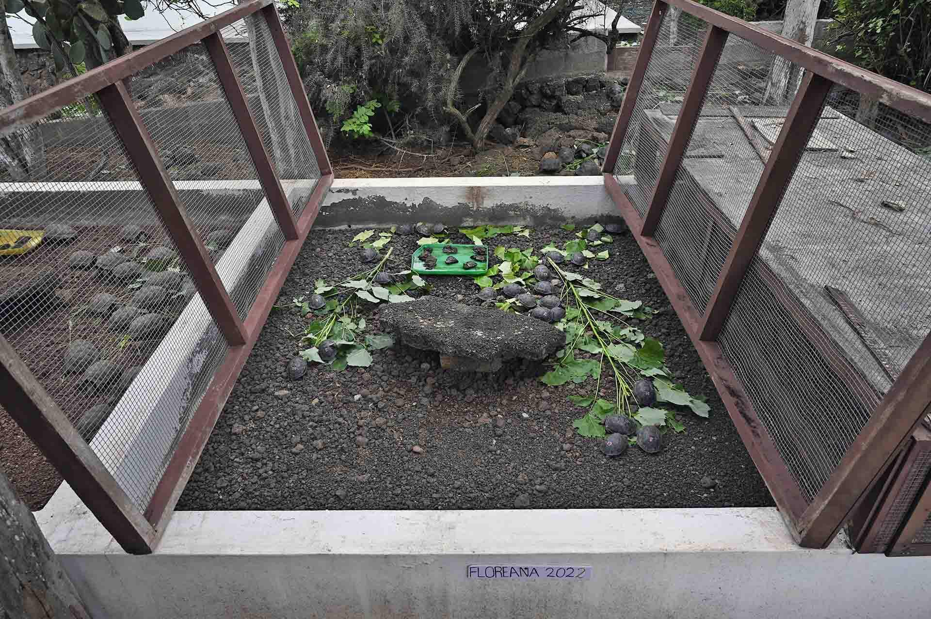 Cría de galápagos de la Isla Floreana del 2022 en la Estación De Charles Darwin. Se llevan a cabo programas de reproducción de todas y cada una de las islas / Foto: Alfons Rodríguez