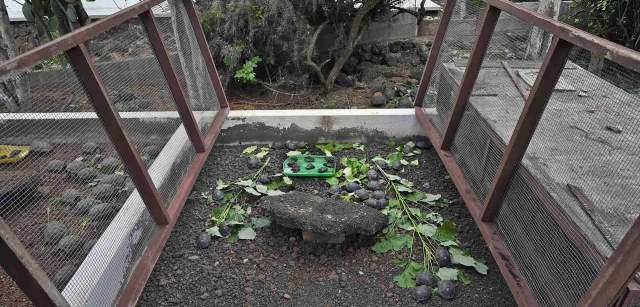 Cría de galápagos de la Isla Floreana del 2022 en la Estación De Charles Darwin. Se llevan a cabo programas de reproducción de todas y cada una de las islas / Foto: Alfons Rodríguez