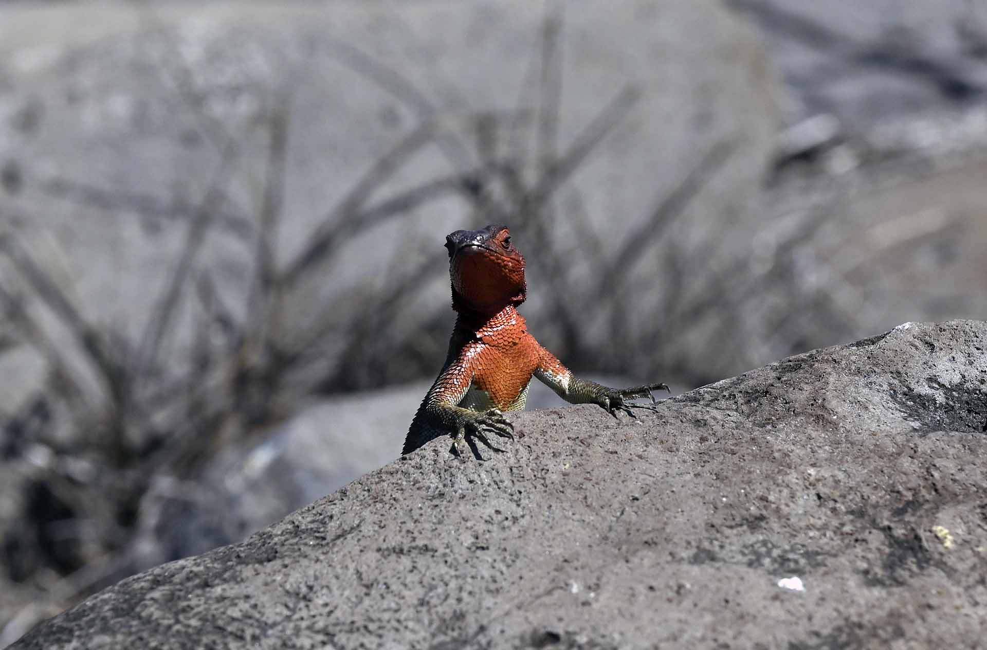 Ejemplar de lagartija de Lava de las Galápagos, esta especie endémica (‘Microlophus albemarlensis’) varia en tamaño, color y comportamiento según la isla a la que pertenezca / Foto: Alfons Rodríguez