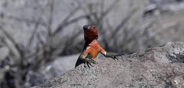 Ejemplar de lagartija de Lava de las Galápagos, esta especie endémica (‘Microlophus albemarlensis’) varia en tamaño, color y comportamiento según la isla a la que pertenezca / Foto: Alfons Rodríguez