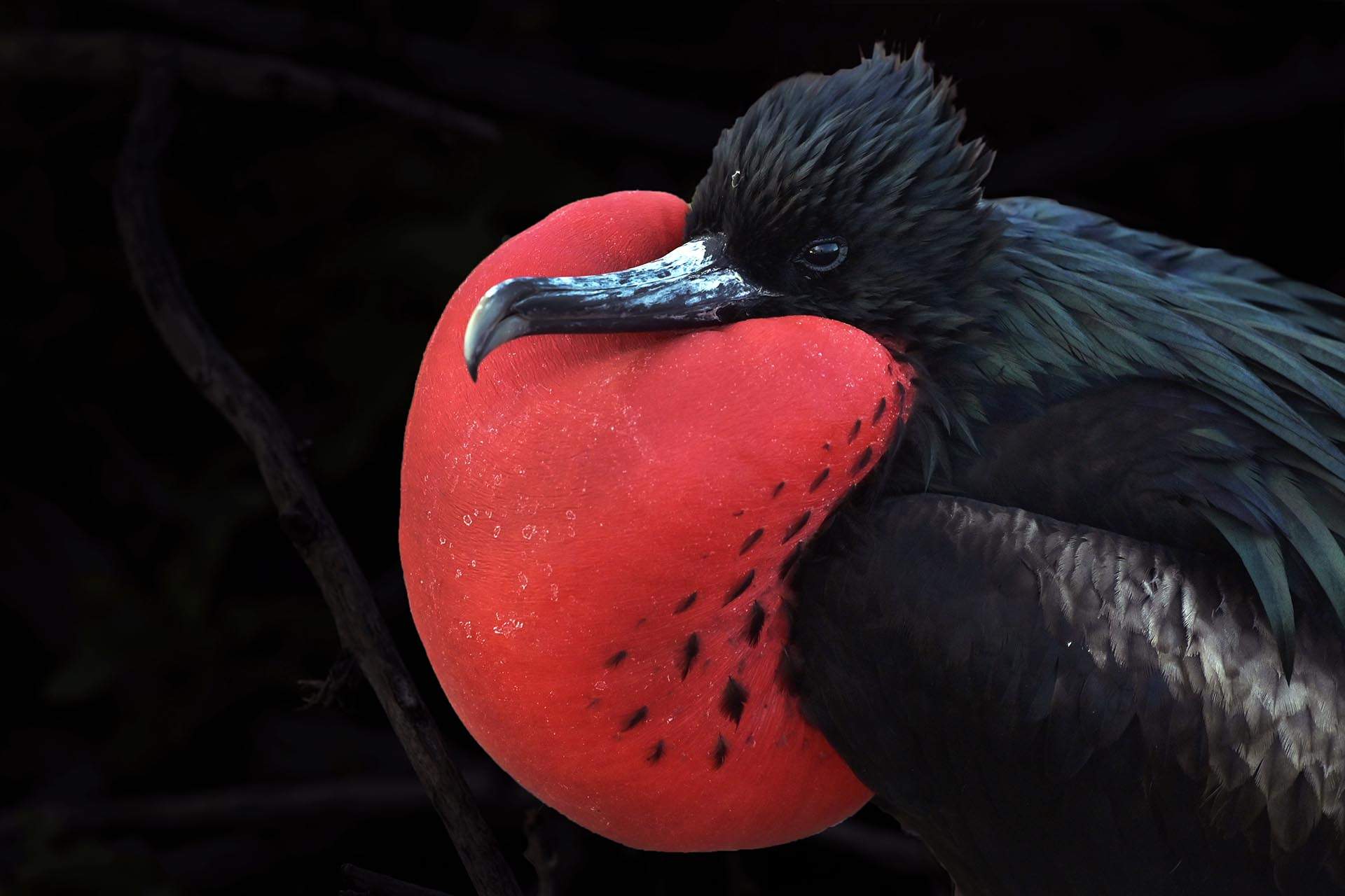 Ejemplar macho de Fragata Magnífica de las Galápagos. Su característico buche rojo es tremendamente llamativo. Son conocidos como piratas del mar ya que roban el alimento a otras aves / Foto: Alfons Rodríguez