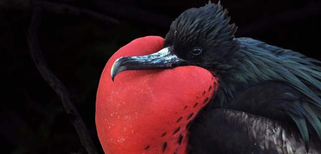 Ejemplar macho de Fragata Magnífica de las Galápagos. Su característico buche rojo es tremendamente llamativo. Son conocidos como piratas del mar ya que roban el alimento a otras aves / Foto: Alfons Rodríguez