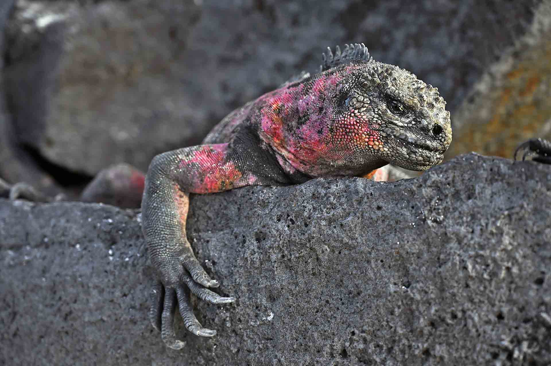 Iguana marina adulta (‘Amblyrhynchus cristatus’). Los machos adultos se alimentan de algas marinas en mar abierto. Las hembras y las crías lo hacen cuando baja la marea en la orilla / Foto: Alfons Rodríguez