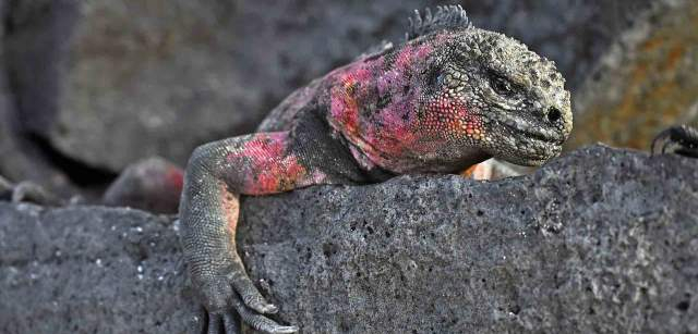 Iguana marina adulta (‘Amblyrhynchus cristatus’). Los machos adultos se alimentan de algas marinas en mar abierto. Las hembras y las crías lo hacen cuando baja la marea en la orilla / Foto: Alfons Rodríguez