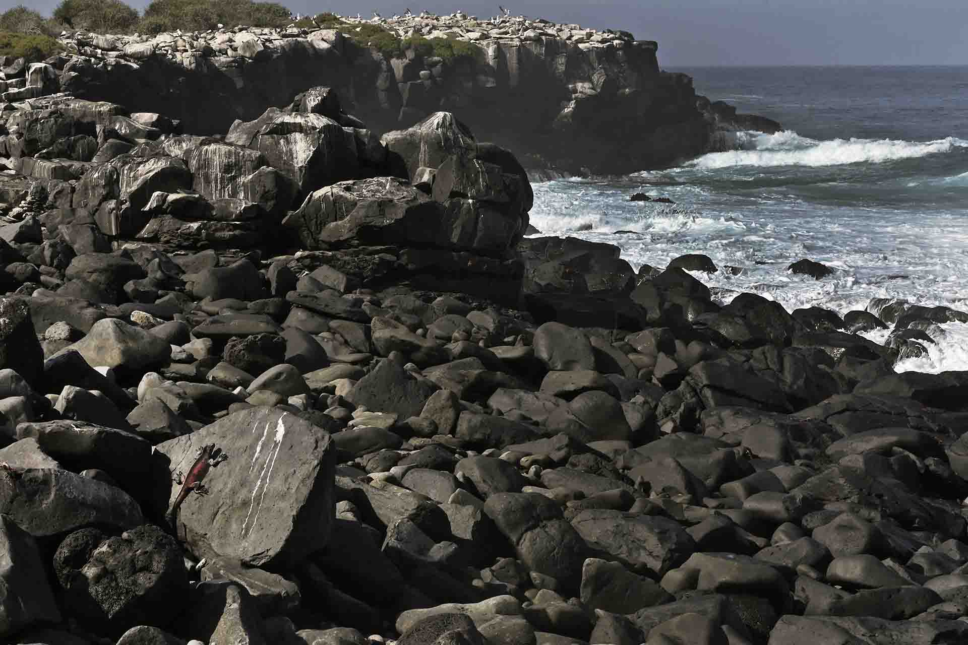 Isla Española o Isla de Hood. Punta Suárez. Las islas Galápagos son de origen volcánico. Esta isla tiene una edad de entre 3,5 y 5 millones de años / Foto: Alfons Rodríguez