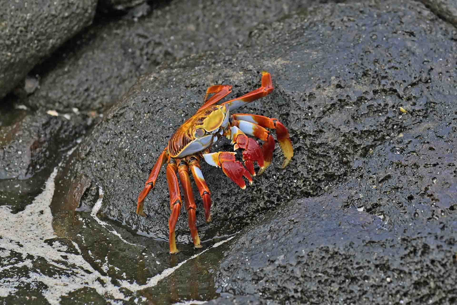 La Zapaya de las Galápagos o cangrejo de roca (‘Grapsus grapsus’) comparte hábitat con las iguanas marinas y libera a estas de garrapatas y otros parásitos en una simbiosis perfecta / Foto: Alfons Rodríguez