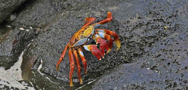 La Zapaya de las Galápagos o cangrejo de roca (‘Grapsus grapsus’) comparte hábitat con las iguanas marinas y libera a estas de garrapatas y otros parásitos en una simbiosis perfecta / Foto: Alfons Rodríguez