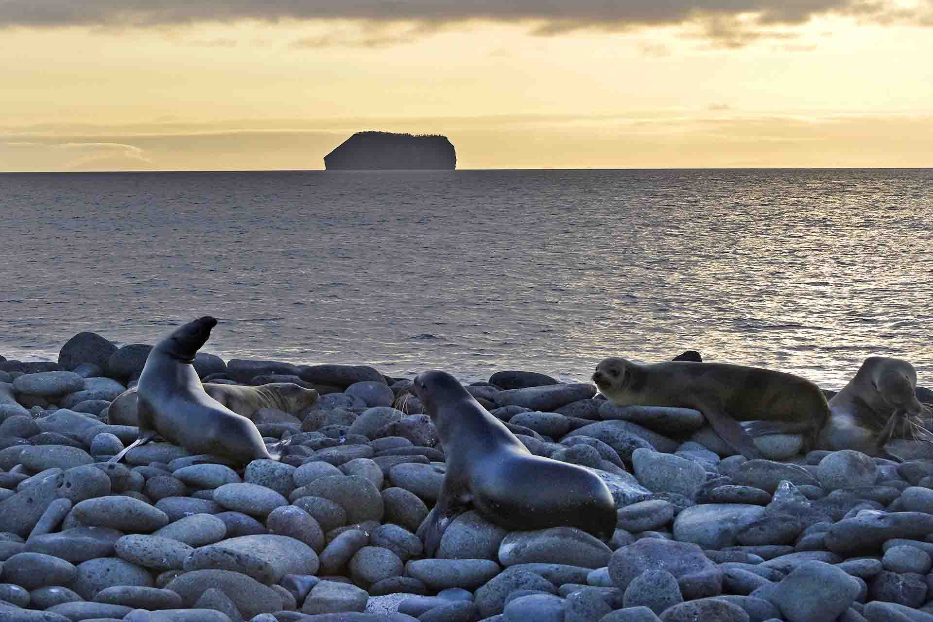 Leones marinos de las Galápagos (‘Zalophus wollebaeki’) frente al islote Daphne. Se calcula que la población local es de unos 50.000 ejemplares / Foto: Alfons Rodríguez