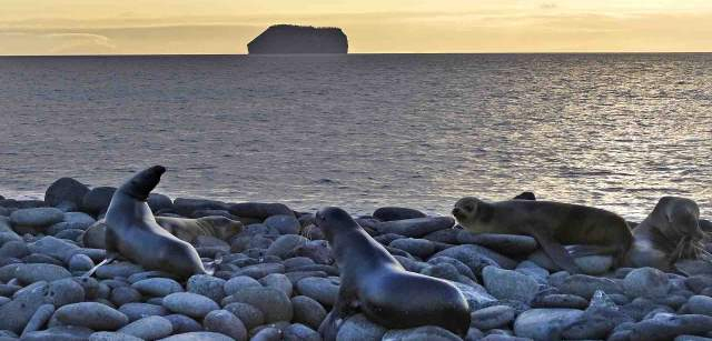 Leones marinos de las Galápagos (‘Zalophus wollebaeki’) frente al islote Daphne. Se calcula que la población local es de unos 50.000 ejemplares / Foto: Alfons Rodríguez