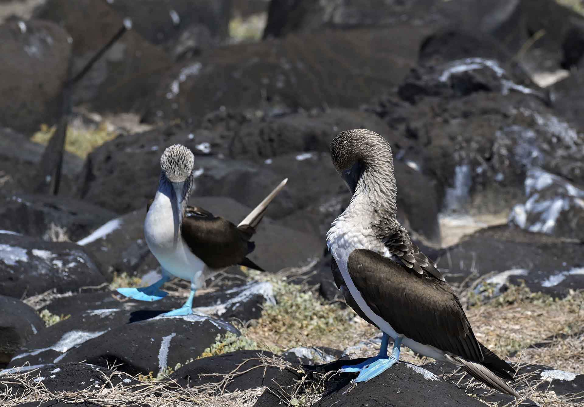 Los Piqueros de Patas azules son la especie emblemática de las Galápagos. En la imagen se puede apreciar su curioso baile ritual de cortejo / Foto: Alfons Rodríguez