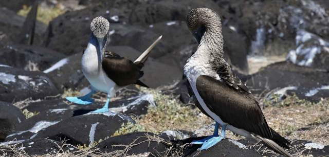 Los Piqueros de Patas azules son la especie emblemática de las Galápagos. En la imagen se puede apreciar su curioso baile ritual de cortejo / Foto: Alfons Rodríguez