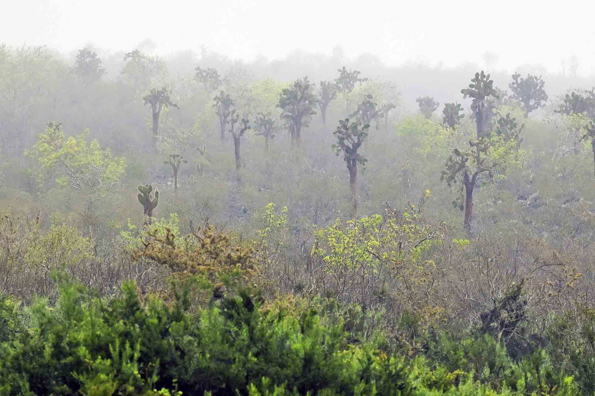 Paisaje prehistórico en Isla Santa Fe. Los cactus Opuntia son muy típicos de las islas e islotes del archipiélago y sirven de alimento a aves e iguanas / Foto: Alfons Rodríguez