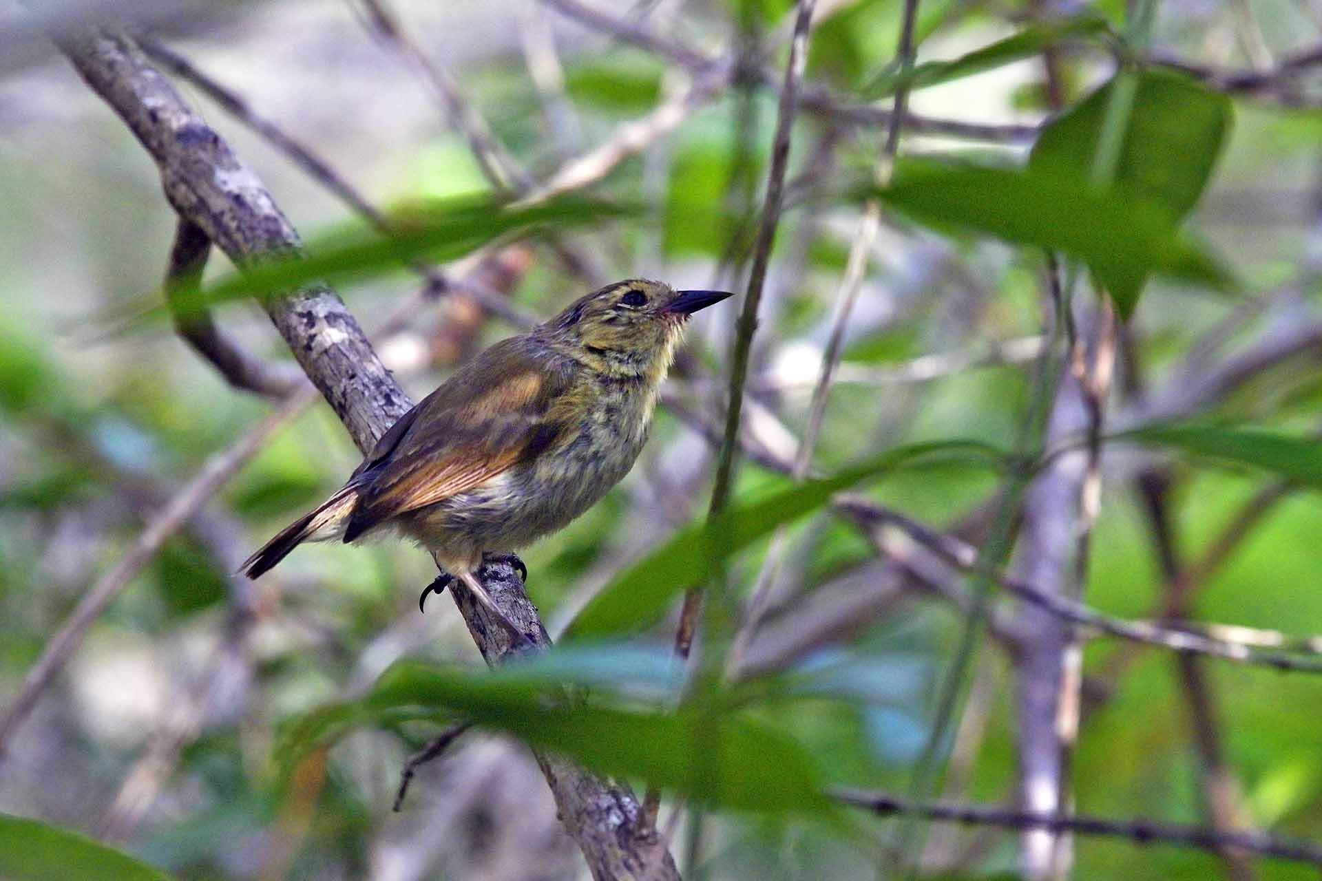 Pinzón de la Isla South Plaza. Los pinzones fueron motivo de estudio para el naturalista Charles Darwin y sus variaciones de plumaje y forma del pico fueron evidencias para su teoría de la evolución y su obra magna El Origen de las Especies publicado en 1859, casi 25 años después de su viaje a las Islas Galápagos / Foto: Alfons Rodríguez