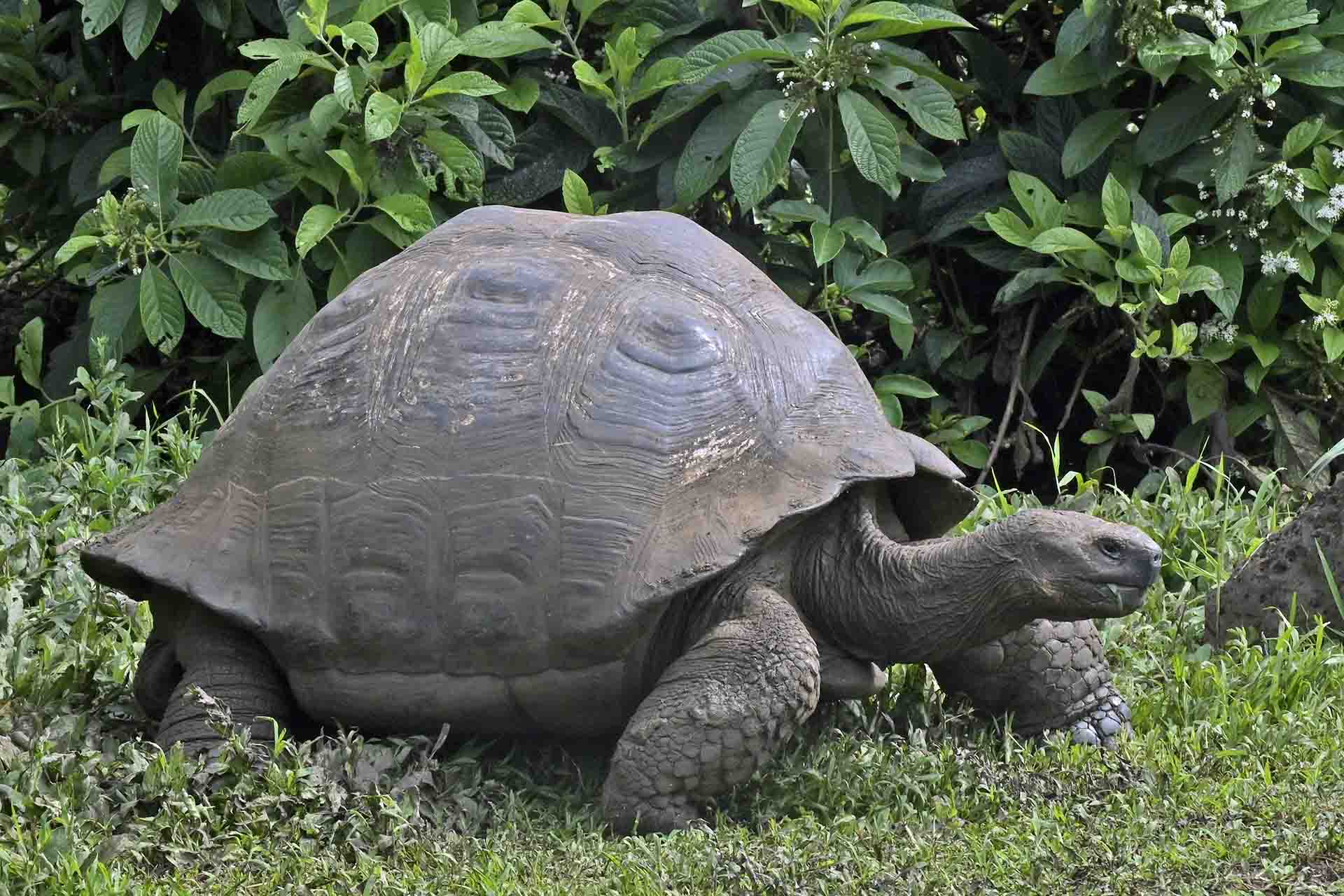 Tortuga gigante salvaje de Isla Santa Cruz (‘Chelonoidis nigra’). Existen un total de 10 especies de tortugas dependiendo del hábitat y de la isla, pero todas están estrechamente relacionadas. Pueden llegar a vivir hasta 400 años. La de Floreana es también la más grande del mundo / Foto: Alfons Rodríguez