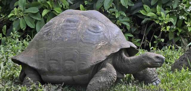 Tortuga gigante salvaje de Isla Santa Cruz (‘Chelonoidis nigra’). Existen un total de 10 especies de tortugas dependiendo del hábitat y de la isla, pero todas están estrechamente relacionadas. Pueden llegar a vivir hasta 400 años. La de Floreana es también la más grande del mundo / Foto: Alfons Rodríguez