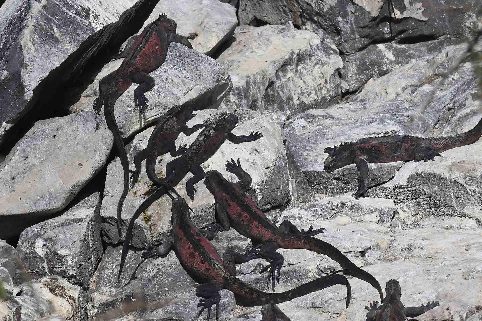 Un grupo de iguanas marinas (‘Amblyrhynchus cristatus’) toma el sol en Isla Española / Foto: Alfons Rodríguez