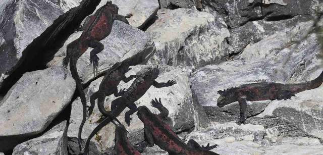 Un grupo de iguanas marinas (‘Amblyrhynchus cristatus’) toma el sol en Isla Española / Foto: Alfons Rodríguez