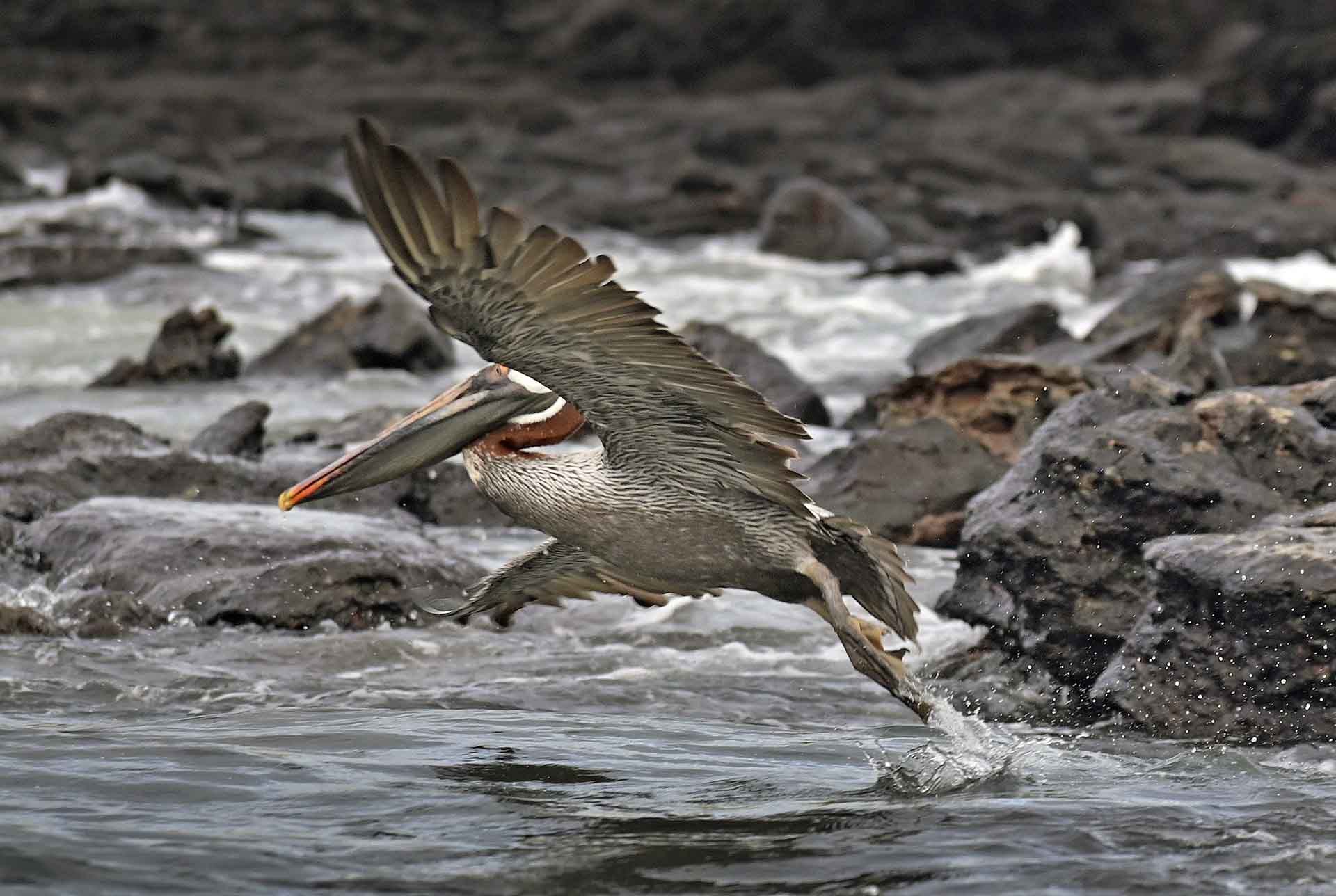 Un pelícano pardo de Galápagos (‘Pelecanus occidentalis urinator’) alza el vuelo en las costas de Isla San Cristobal. Es una especie endémica de este archipiélago / Foto: Alfons Rodríguez