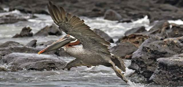 Un pelícano pardo de Galápagos (‘Pelecanus occidentalis urinator’) alza el vuelo en las costas de Isla San Cristobal. Es una especie endémica de este archipiélago / Foto: Alfons Rodríguez