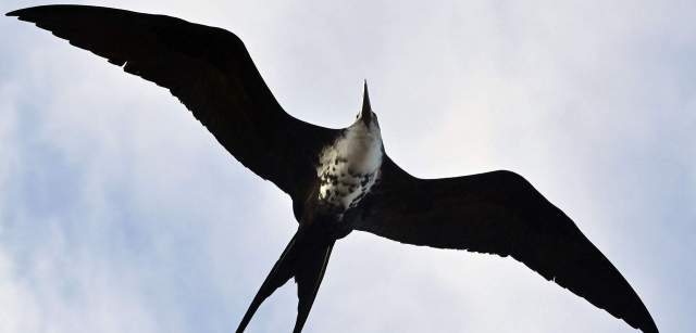 Una Fragata Magnífica hembra sobrevuela la isla de North Seymur. Estas aves endémicas de las Galápagos no son de plumaje impermeable y por eso han desarrollado un sistema de pesca sin sumergirse en el agua / Foto: Alfons Rodríguez