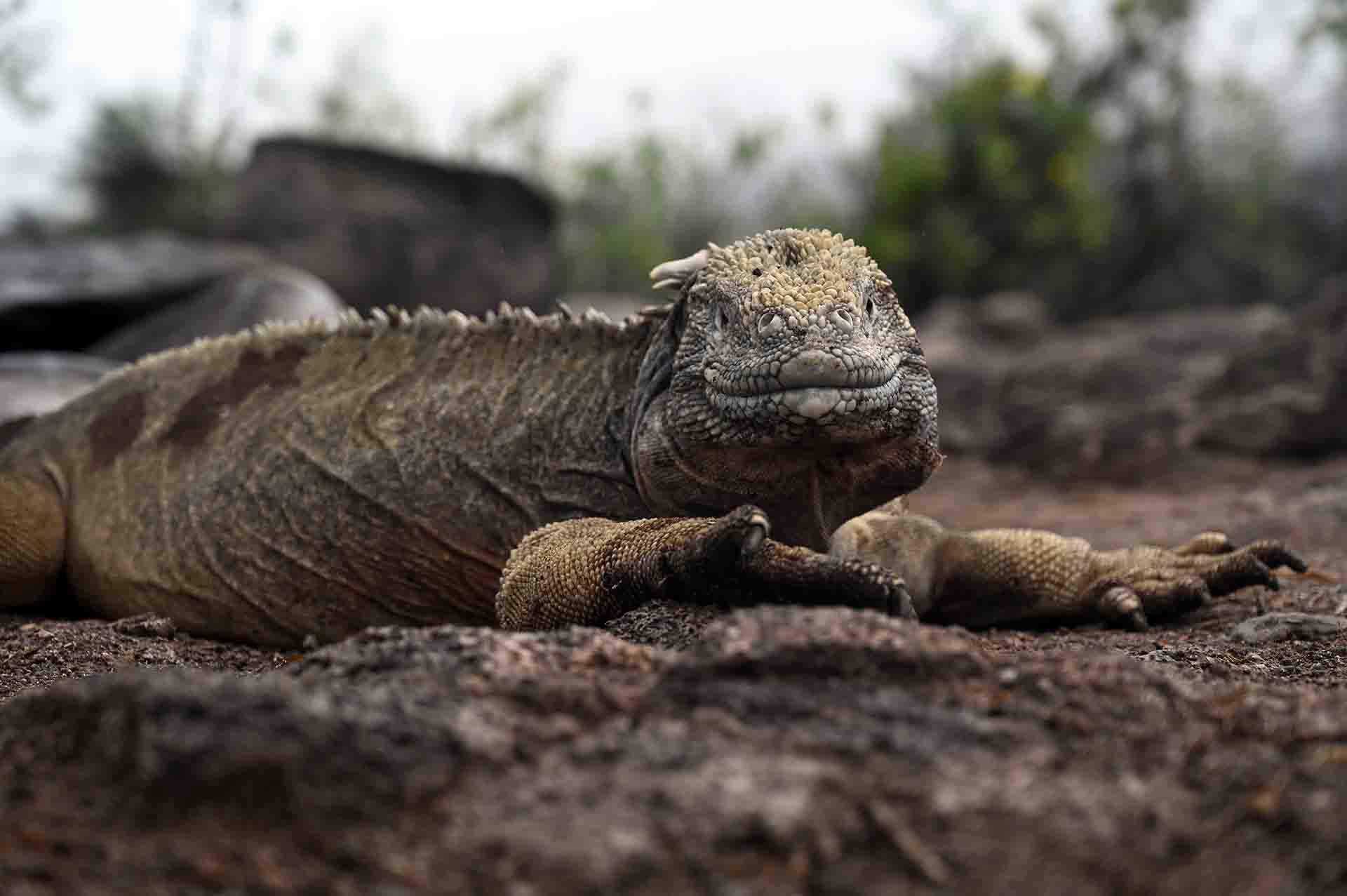 Iguana terrestre de Santa Fe, endémica de la isla de Santa Fe y por tanto única en el planeta (‘Canolophus pallidus’) / Foto: Alfons Rodríguez