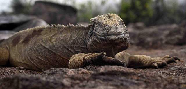 Iguana terrestre de Santa Fe, endémica de la isla de Santa Fe y por tanto única en el planeta (‘Canolophus pallidus’) / Foto: Alfons Rodríguez