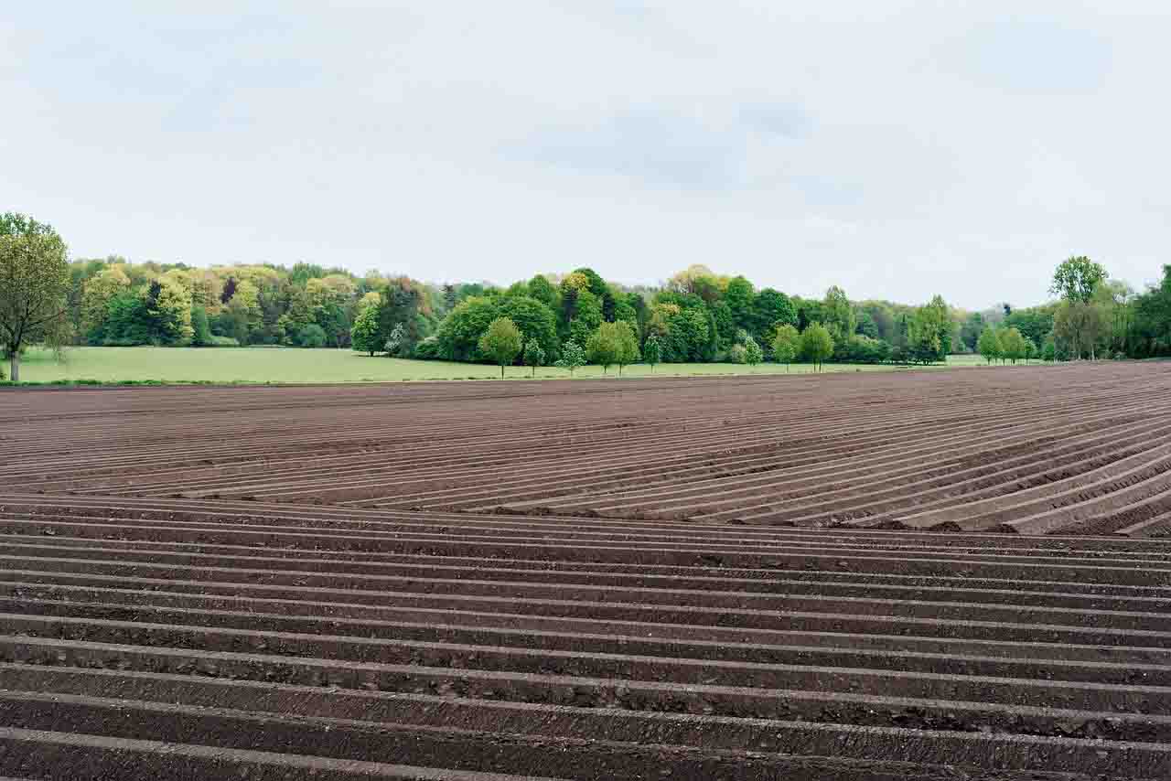 Agricultura industrial y ganadería afectan a la biodiversidad y fertilidad del suelo / Foto: Pixabay