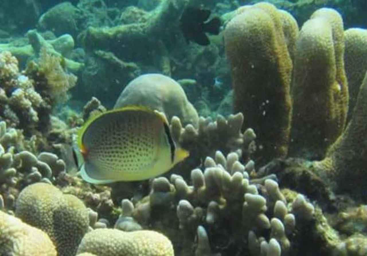 El blanqueamiento del coral altera el comportamiento de los peces de arrecife / Foto: Dra. Sally Keith