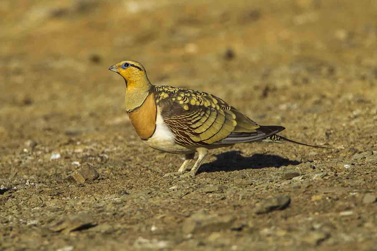 Ejemplar de ganga ibérica: "aves de estepas y secanos" / Foto: Wikipedia