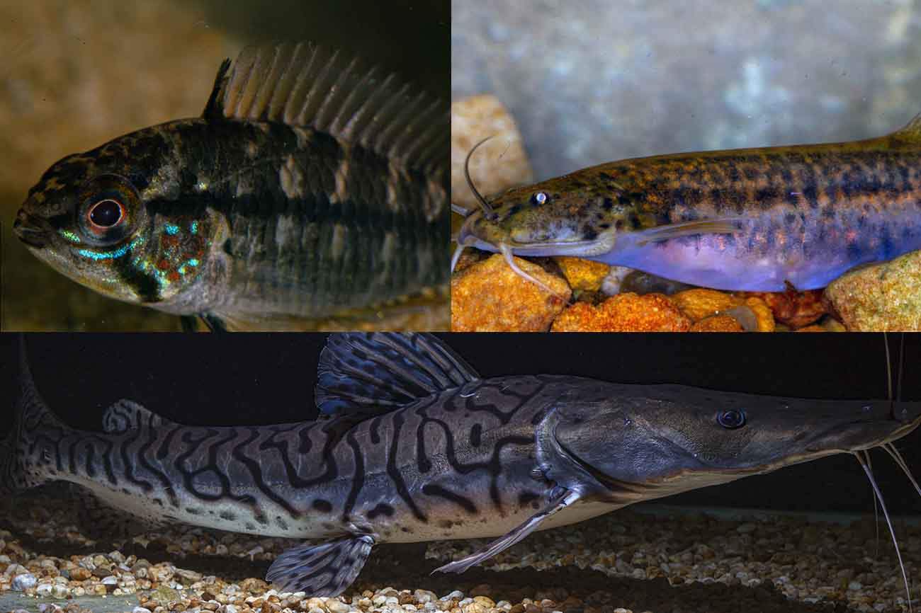 El estudio documenta más de 300 especies de peces / Foto: WCS