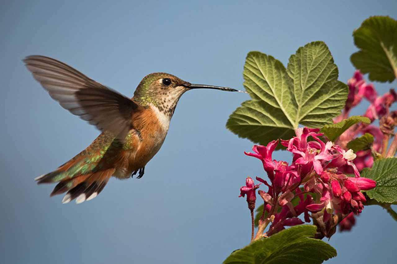 Colibrí rufo hembra ('Selasphorus rufus') en las flores de grosella. Amenazado por la destrucción del hábitat y brujería / Foto: Wikipedia