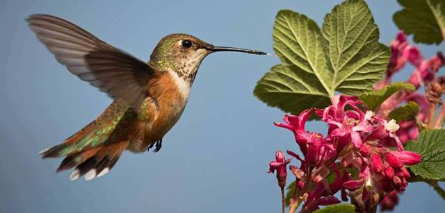 Habitat destruction and witchcraft threaten the hummingbird
