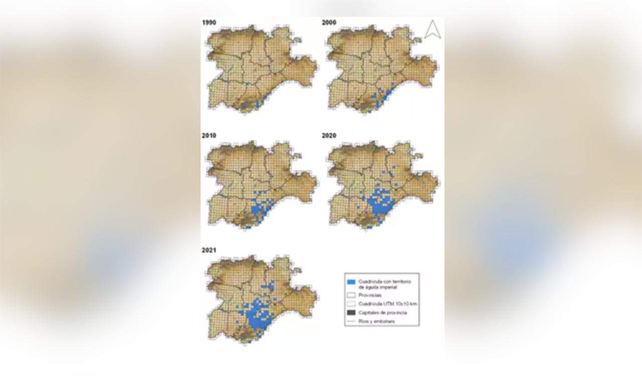 Imágenes de la evolución de las poblaciones de águila imperial ibérica en Castilla y León / Imagen: EP