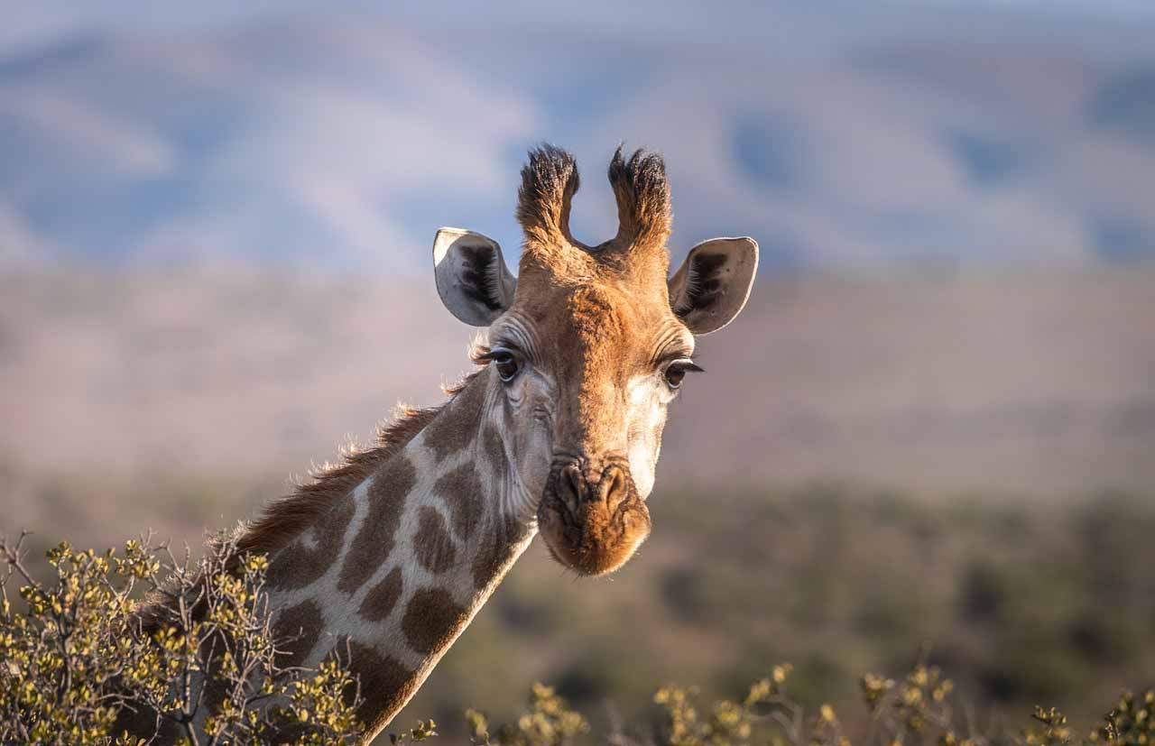 La extinción de los mamíferos por la pérdida del hábitat / Foto: Pixabay